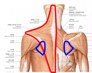 僧帽筋と棘下筋