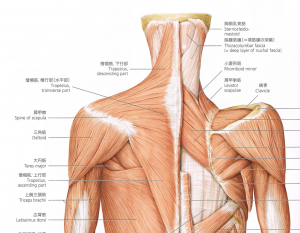 僧帽筋とその下部筋肉