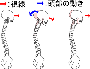 頭だけ正面を向く